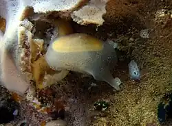 Un bivalve du genre Ephippodonta?