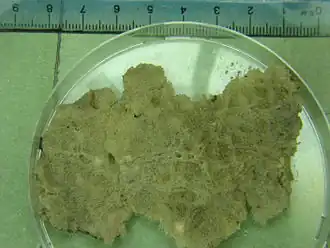 Description de l'image Ephydatia.jpg.