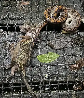 Description de l'image Epicrates cenchria 180421323.jpg.