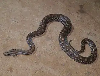 Description de l'image Epicrates crassus.jpeg.