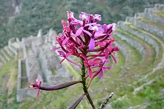 Description de l'image Epidendrum secundum Winaywayna.jpg.