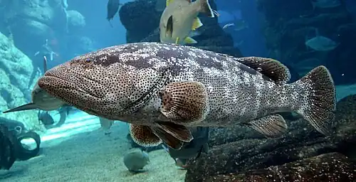 Epinephelus malabaricus, un mérou (Epinephelinae).