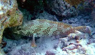 Description de l'image Epinephelus_merra_by_Ewa_Barska.jpg.