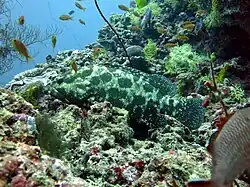 Un mérou camouflage (Epinephelus polyphekadion)