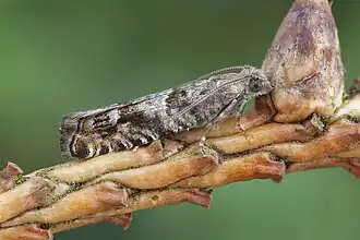 Description de cette image, également commentée ci-après