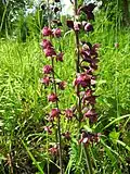 Song of the Dark Red Helleborine (no&nbsp;17, 1990)
