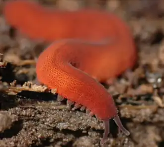 Description de l'image Epiperipatus biolleyi.png.