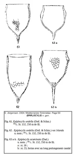 Epiplocylis undellaEpiplocylis undella var. blandaEpiplocylis acuminata(d'après E. Jörgensen, 1924)