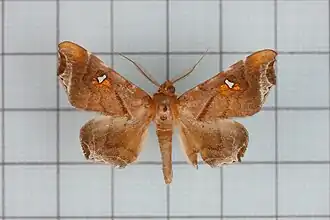 Episparis taiwana(Pangraptinae)