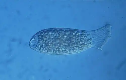 Epispathidium amphoriforme.