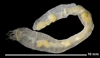 Epitomapta simentalae