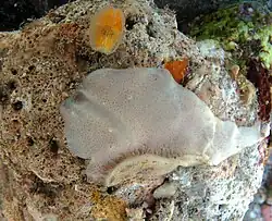 Une éponge non identifiée