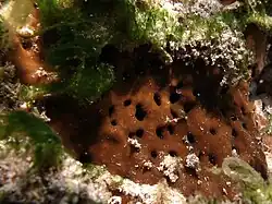 Une éponge non identifiée