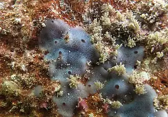 Une éponge non identifiée