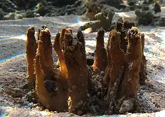 Une éponge non identifiée