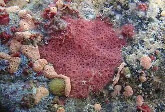 Une éponge non identifiée