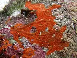 Une éponge du genre Clathria