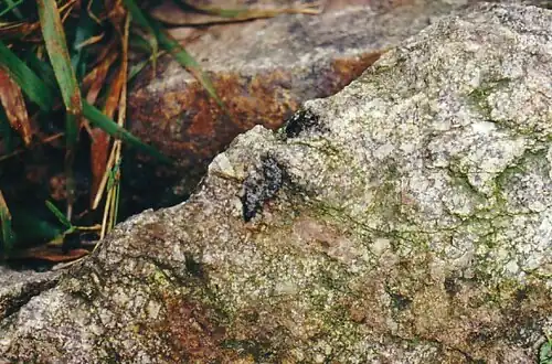 Épreinte déposée sur un rocher.