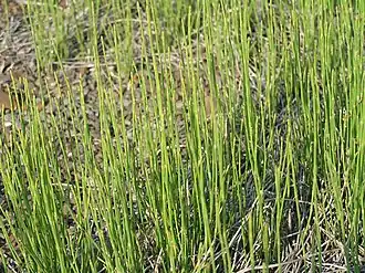 Description de l'image Equisetum_ramosissimum,_Slavičín,_Czech_Republic.jpg.