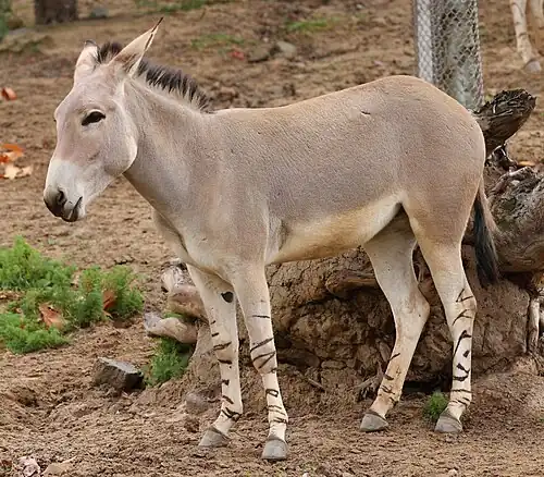 Âne sauvage d'Afrique (E. africanus)