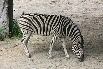 Equus quagga burchellii (zèbre de Burchell).