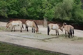 Cheval de Przewalski