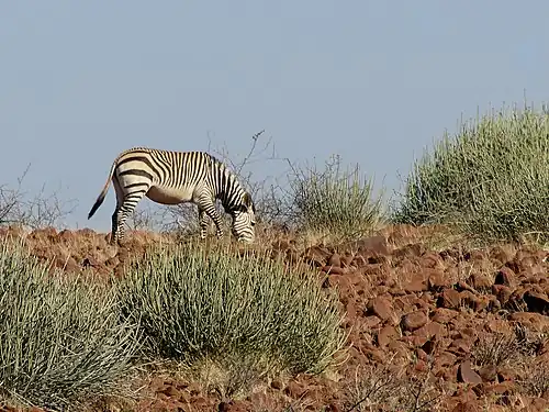 Zèbre de montagne de Hartmann sauvage