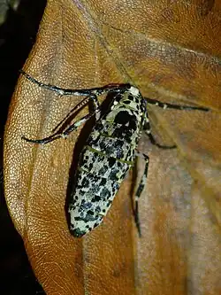 La femelle aptère vit sur le tronc des plantes hôtes