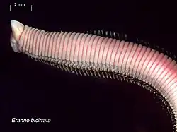 Eranno bicirrata (Lumbrineridae)