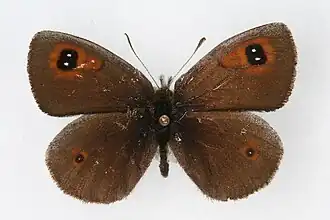 Description de l'image Erebia callias 01.JPG.