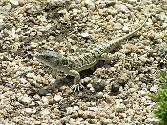 Description de cette image, également commentée ci-après