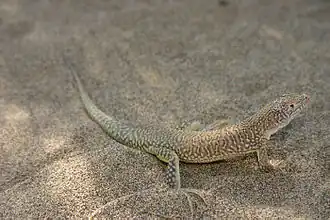 Description de l'image Eremias kavirensis side view.jpg.
