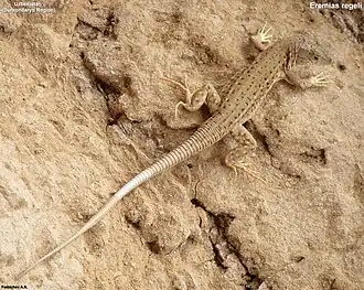 Description de l'image Eremias regeli.jpg.