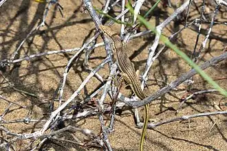 Description de l'image Eremias scripta.jpg.