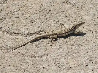 Description de l'image Eremias velox, Baikonur 04.jpg.