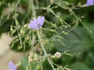 Description de l'image Eremomastax speciosa-IMG 0646.JPG.