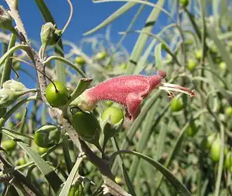 Description de l'image Eremophila longifolia.jpg.