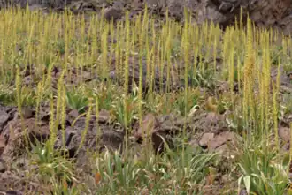 Description de l'image Eremurus turkestanicus (Flora of Tajikistan).png.