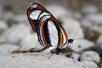 Eresia nauplius