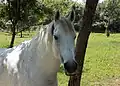Lipizzan au paddock