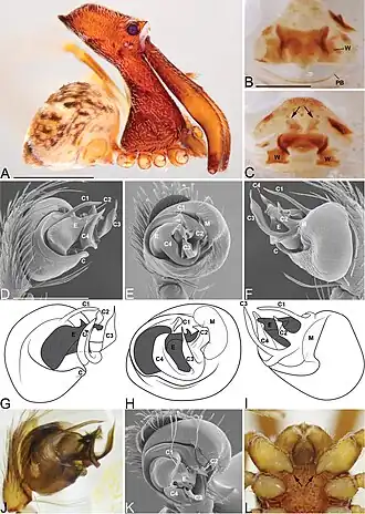 Description de l'image Eriauchenius bourgini (10.3897-zookeys.727.20222) Figure 13.jpg.