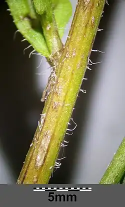 Tige et poils (perpendiculaires à la tige).