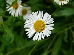 Capitule d'Erigeron karvinskianus