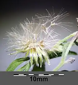 Capitule avec ses fruits