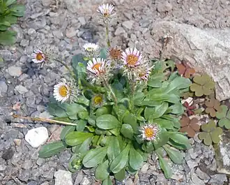 Description de l'image Erigeron uniflorus 2015-07-15 4763.jpg.