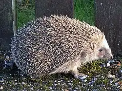 Hérisson communErinaceus europaeusErinaceidae