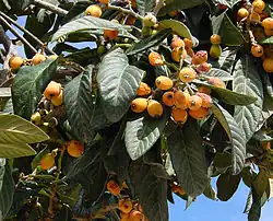Fruits à tous les stades de maturation.
