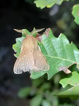 Description de l'image Eriogaster rimicola 243334060.jpg.