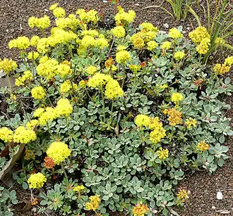 Description de l'image Eriogonum umbellatum humistratum 1.jpg.