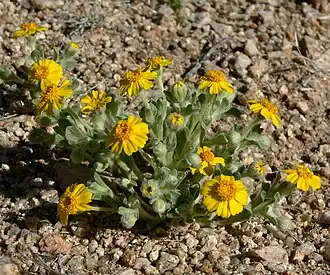 Description de l'image Eriophyllum wallacei 8.jpg.